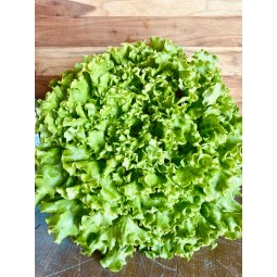 Salade Batavia 1 pièce