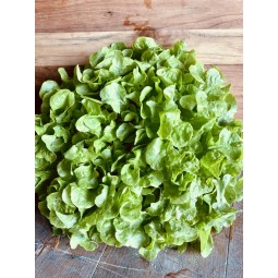 Salade Feuille de chêne...