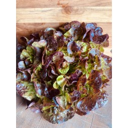 Salade Feuille de chêne...