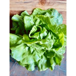 Salade Laitue 1 pièce