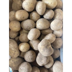 Pommes de terre Agata...