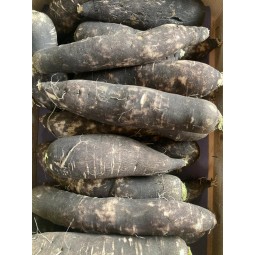 Radis noir 500g