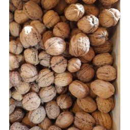 Noix Fernor (origine Loir...