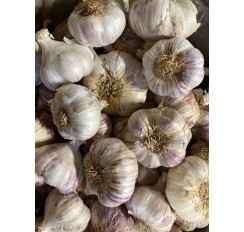 Ail violet 200g