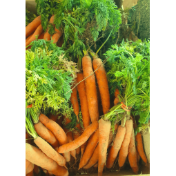 Carottes nouvelles botte