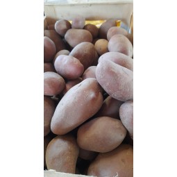 Pommes de terre Manitou...